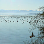 Wasservogelzählung am Starnberger See